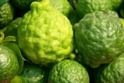 Ambience Duft Til Hjemmet|Duftolier><noscript><img width=