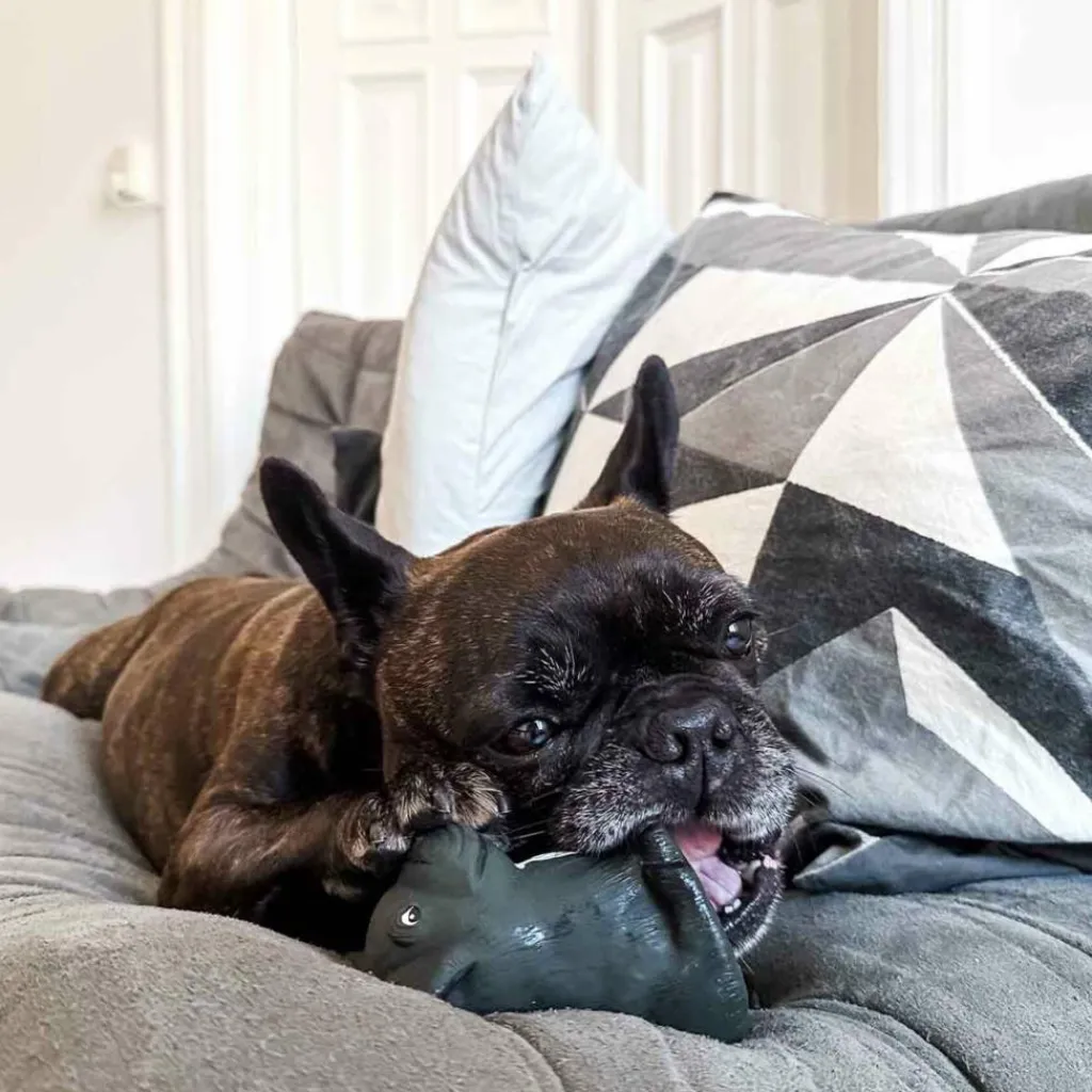 HEVEA Bidedyr Hund Naturgummi< Dyrelegetøj
