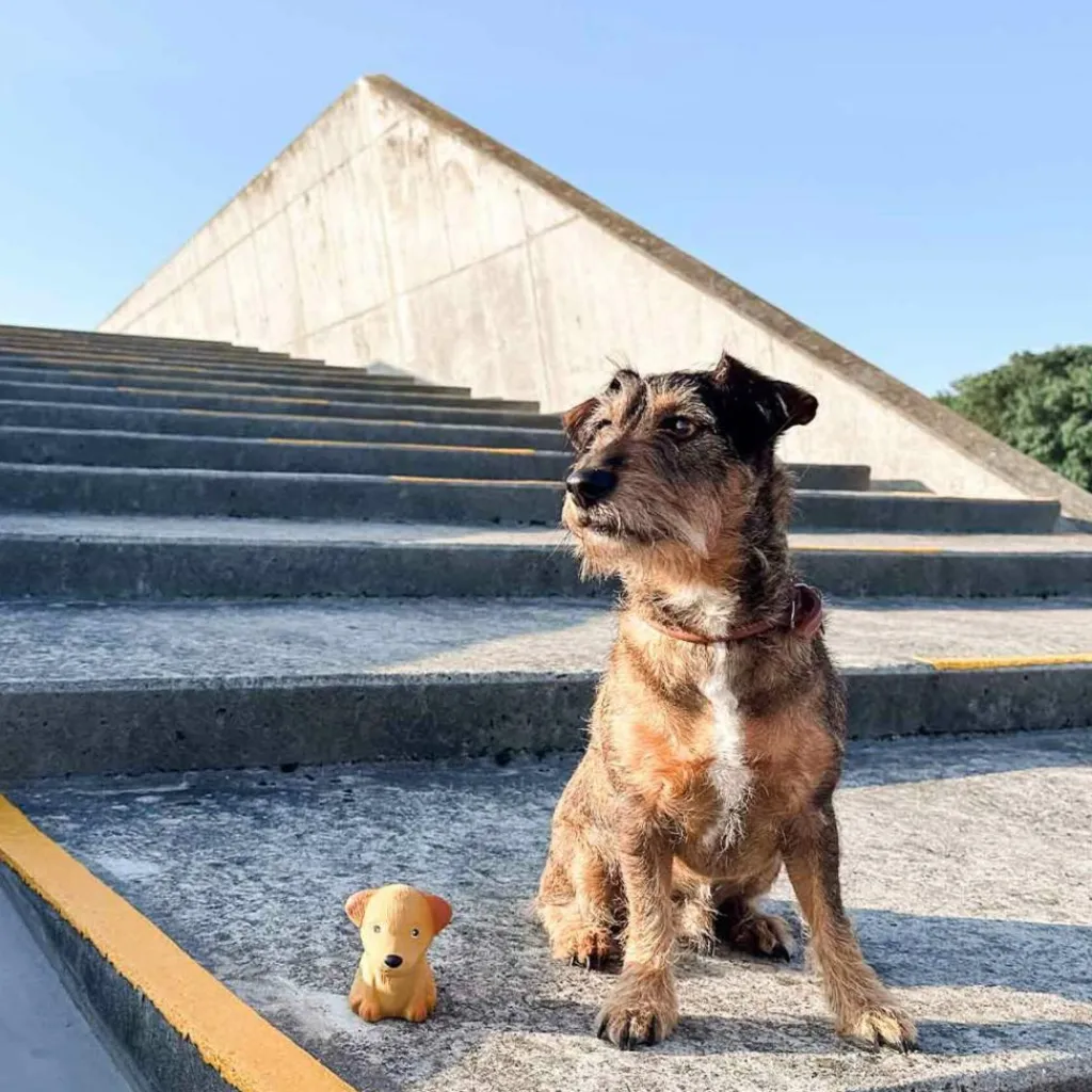 HEVEA Bidedyr Hund Naturgummi< Dyrelegetøj
