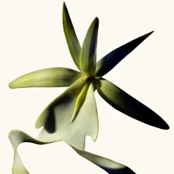TOM FORD Eau De Parfum|Eau De Parfum>Black Orchid Reserve