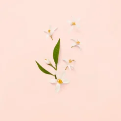 Gucci Eau De Parfum|Parfumer Til Hende<Bloom Eau de Toilette for Women
