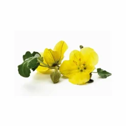 Less Is More Cajeput Pure Balance Conditioner< Balsam
