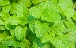 Ambience Duft Til Hjemmet|Duftolier<Citronmelisse Olie 10% Økologisk
