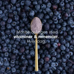 Vild Nord Ingredienser<Collagen Beauty Remedy