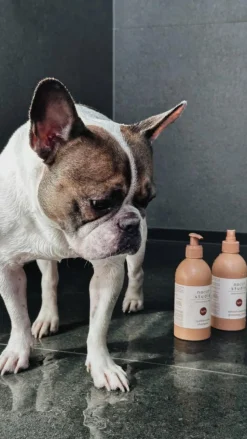 nocat studio Hundeshampoo<Cuddle+Care Hundeshampoo