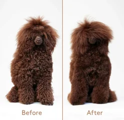 nocat studio Hundeshampoo<Cuddle+Care Hundeshampoo
