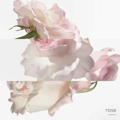 HERMÈS Eau de Pamplemousse Rose Eau de Cologne< Eau De Cologne|Eau De Cologne