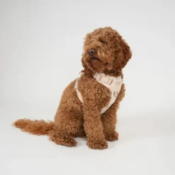 Staey Elma Harness< Halsbånd & Seler