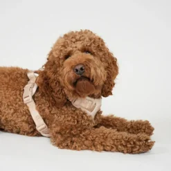 Staey Elma Harness< Halsbånd & Seler