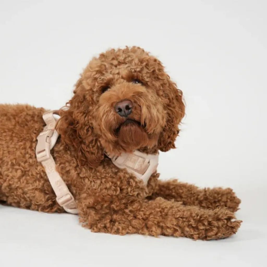 Staey Elma Harness< Halsbånd & Seler
