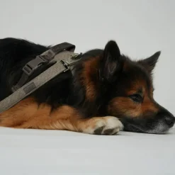 Staey Halsbånd & Seler<Elma Leash