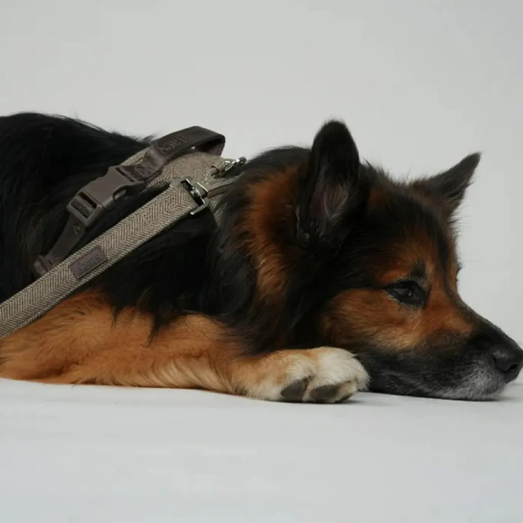 Staey Halsbånd & Seler<Elma Leash
