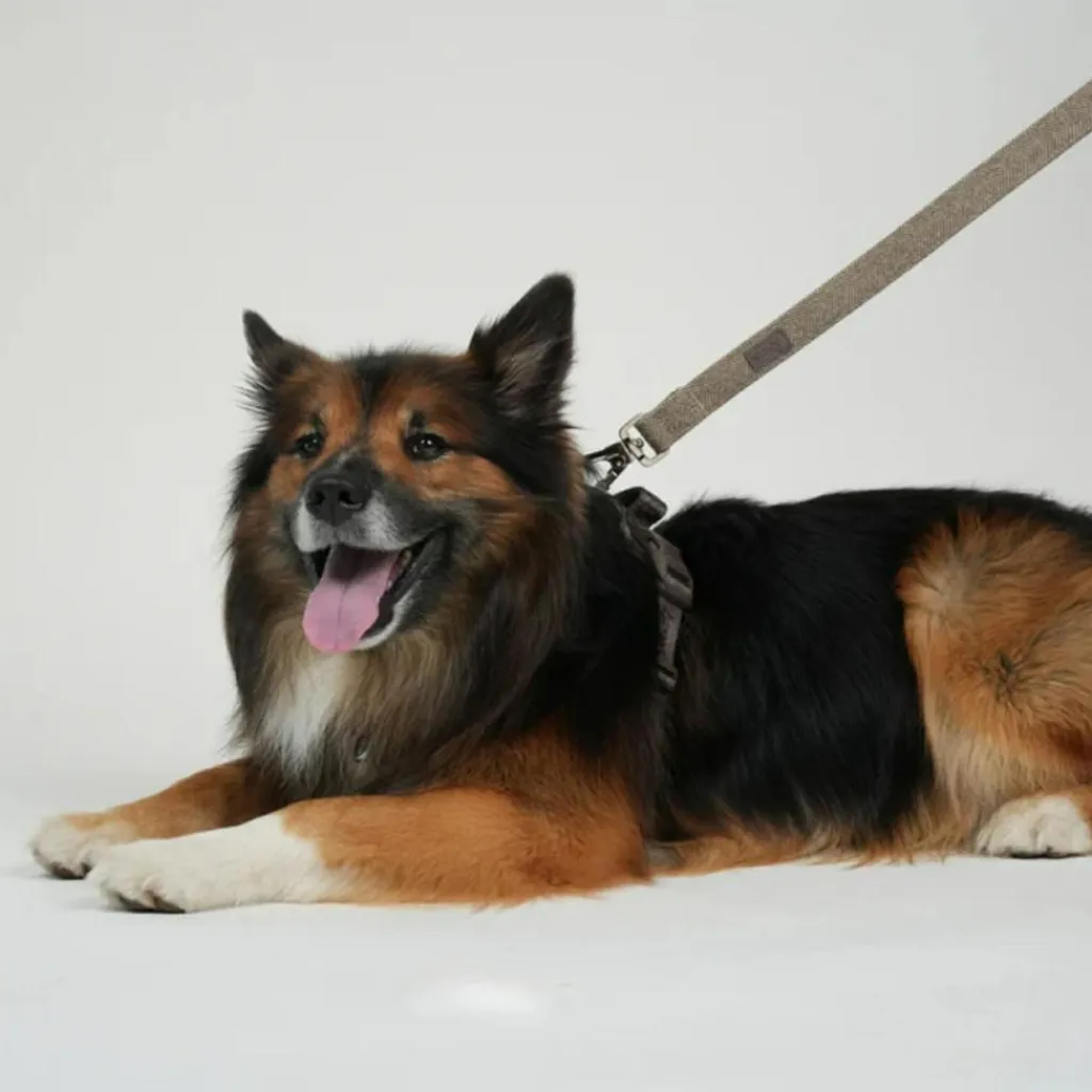 Staey Halsbånd & Seler<Elma Leash