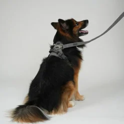 Staey Halsbånd & Seler>Elma Leash