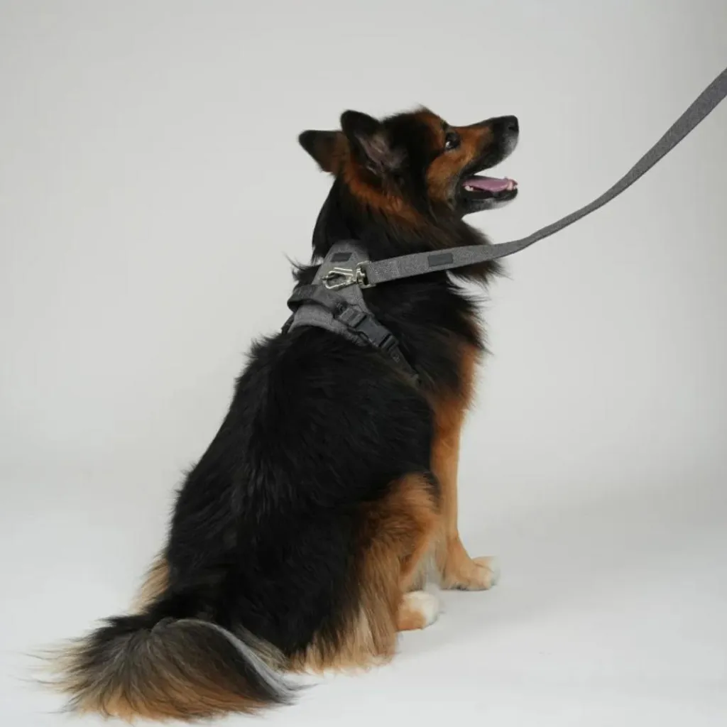 Staey Halsbånd & Seler>Elma Leash