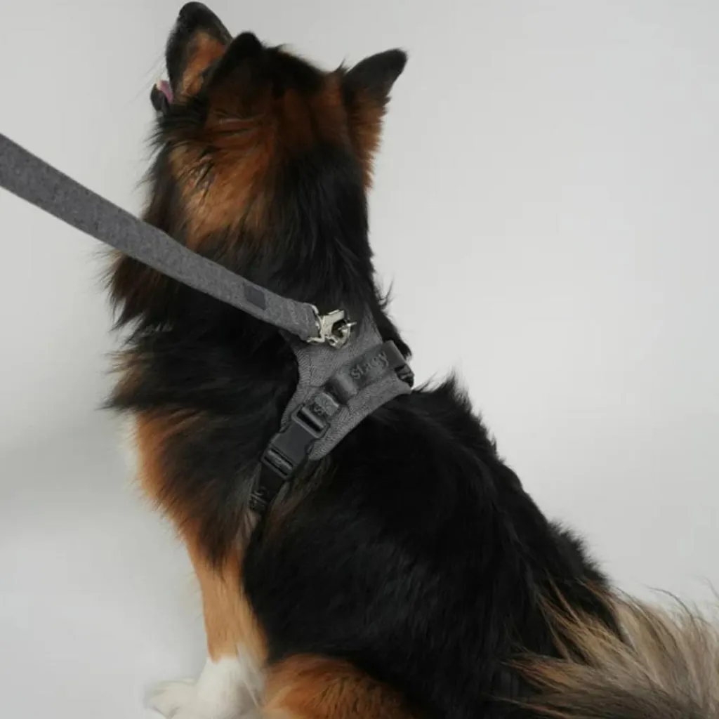 Staey Halsbånd & Seler>Elma Leash