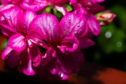 Ambience Duft Til Hjemmet|Duftolier><noscript><img width=