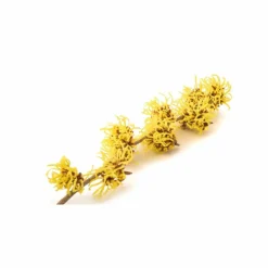 Less Is More Balsam><noscript><img width=