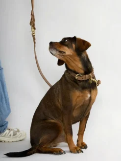 nordog Halsbånd & Seler><noscript><img width=
