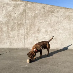 HEVEA Hunde Aktivitets Bold< Dyrelegetøj