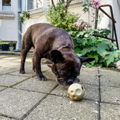 HEVEA Hunde Aktivitets Bold< Dyrelegetøj