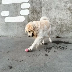 HEVEA Hunde Aktivitets Bold< Dyrelegetøj