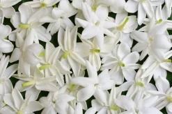 Ambience Duft Til Hjemmet|Duftolier<Jasmin Olie 4% Økologisk