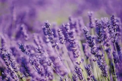 Ambience Duft Til Hjemmet|Duftolier<Lavendel Olie Økologisk