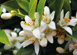 Ambience Duftolier<Neroli Olie 4% Økologisk