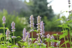 Ambience Duftolier><noscript><img width=