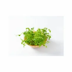 Less Is More Specialkure<Phytonutrient Hairroot Serum