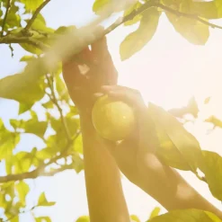 Maison Margiela Til Hende|Eau De Toilette<Replica Under the Lemon Trees Eau de Toilette