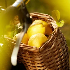 Maison Margiela Til Hende|Eau De Toilette<Replica Under the Lemon Trees Eau de Toilette