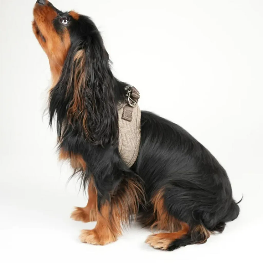 Staey Saga Step-in Harness< Halsbånd & Seler