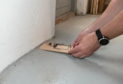 SafeTrap Smækfælde mod Rotter< Skadedyrsbekæmpelse