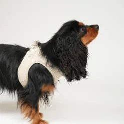 Staey Halsbånd & Seler<Teddy Step-in Harness