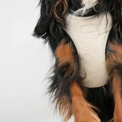Staey Halsbånd & Seler<Teddy Step-in Harness