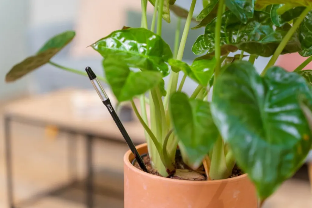 ECOstyle Øvrigt<Vandmåler til Planter