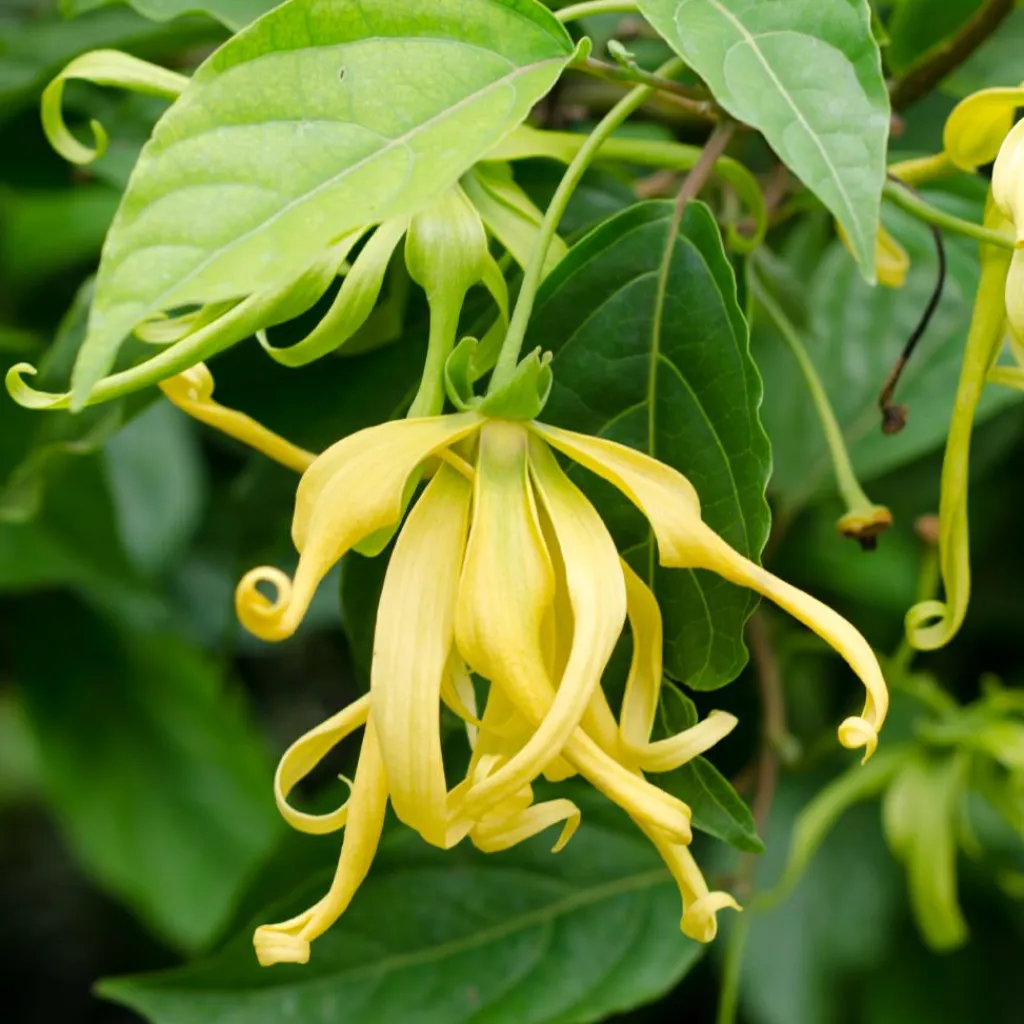 Ambience Duft Til Hjemmet|Duftolier<Ylang ylang Olie Økologisk